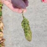 Blechum pyramidatum Leaf