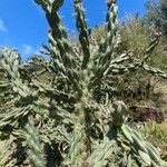 Cylindropuntia imbricata Blad