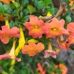 Streptosolen jamesonii Flower
