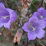 Campanula pelviformis Flor