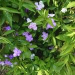 Brunfelsia pauciflora Çiçek
