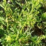 Lepidium bonariense Feuille