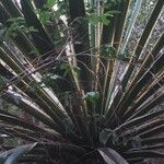 Agave sisalana Blad