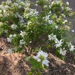 Bauhinia lunarioides Leht