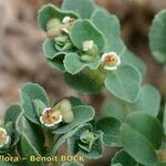 Euphorbia chamaesyce Diğer