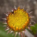 Buphthalmum speciosissimum