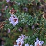 Symphyotrichum ericoides Fuelha