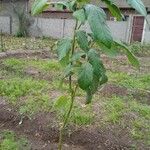 Ficus hispida Frukto