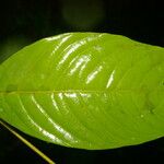 Quiina macrophylla Frunză
