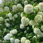 Viburnum macrocephalumКветка