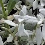 Cerastium biebersteinii Hoja