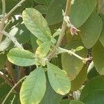 Crotalaria pallida Лист