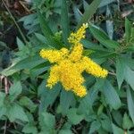 Solidago giganteaFlower