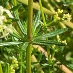 Galium album Blatt