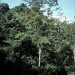 Terminalia myriocarpa Hábito