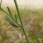 Tripolium pannonicum 樹皮
