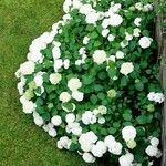 Hydrangea arborescens Характер