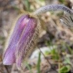 Anemone montana Flower