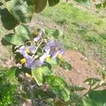 Solanum paniculatum Λουλούδι