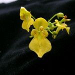 Impatiens racemosa Flower