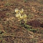 Erythronium klamathense 形态