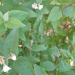 Deutzia scabra Fuelha