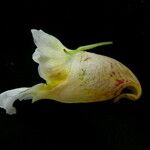 Impatiens urticifolia Flower