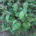 Persicaria virginiana Hoja