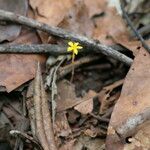 Voyria flavescens Цветок