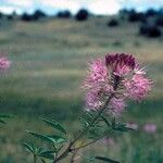 Cleomella serrulata Habit