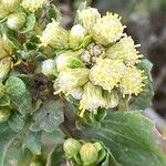 Baccharis pilularis Blomma