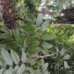 Millettia versicolor 葉