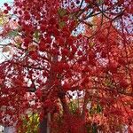 Brachychiton acerifolius Fruto