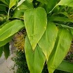 Globba marantina Leaf
