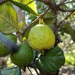 Psidium guajava Плід