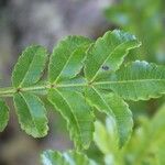 Weinmannia tinctoria Leaf