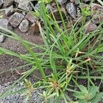 Cyperus compressus Blatt