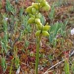 Scheuchzeria palustris Φρούτο