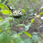 Carpesium cernuum 花