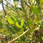Mascarenhasia arborescens Fruto