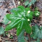 Podophyllum peltatum Lapas