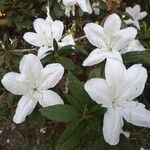 Rhododendron simsii Blomma