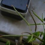 Indigofera suffruticosa ഫലം