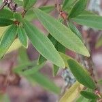 Heimia myrtifolia Leaf