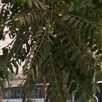 Ailanthus excelsa List