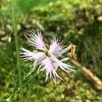 Dianthus hyssopifolius Flor