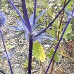 Eryngium planum বাকল