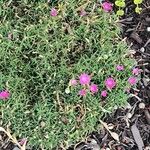 Dianthus gratianopolitanus Virág