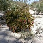 Darwinia helichrysoides