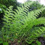 Athyrium filix-femina Plante entière